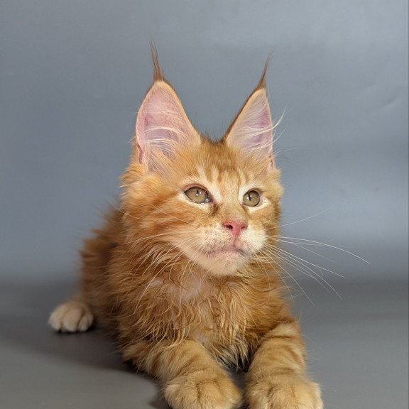 Maine Coon EZ Lion