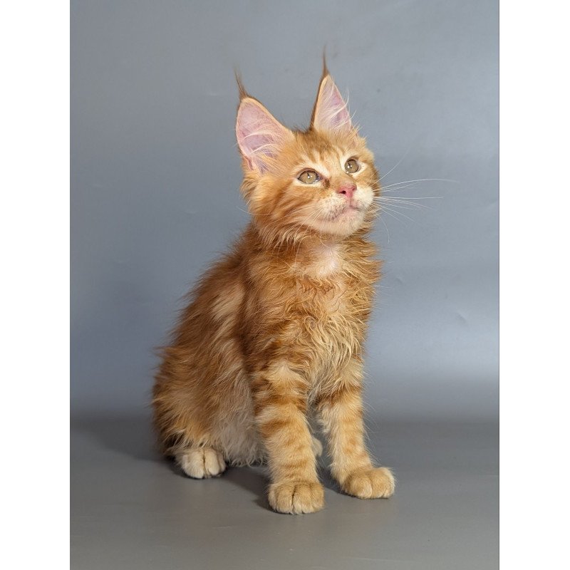 Maine Coon EZ Lion
