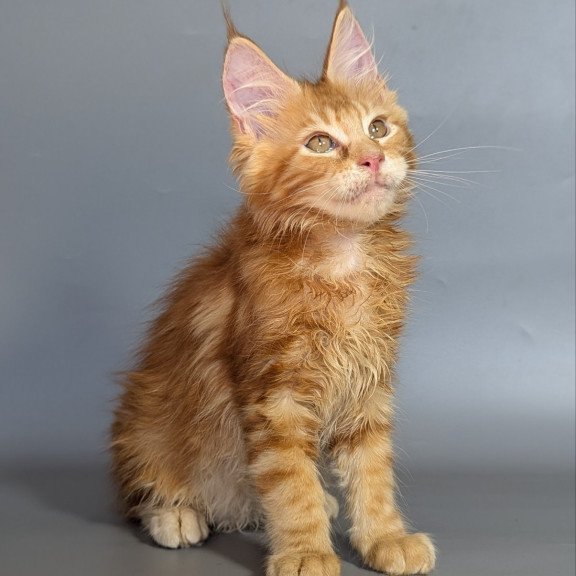 Maine Coon EZ Lion