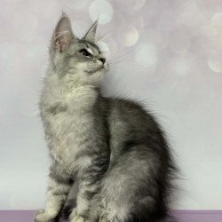 Maine Coon EZ Chloe