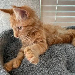 Maine Coon Alex Polydactyl