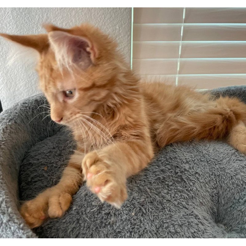 Maine Coon Alex Polydactyl