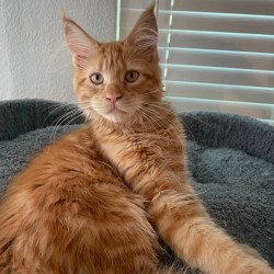Maine Coon Alex Polydactyl