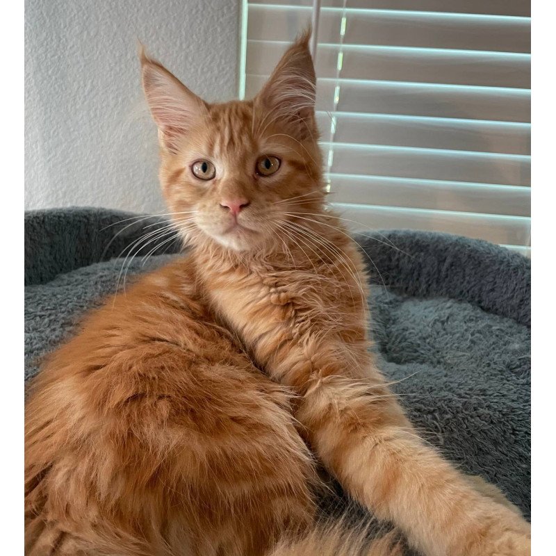 Maine Coon Alex Polydactyl