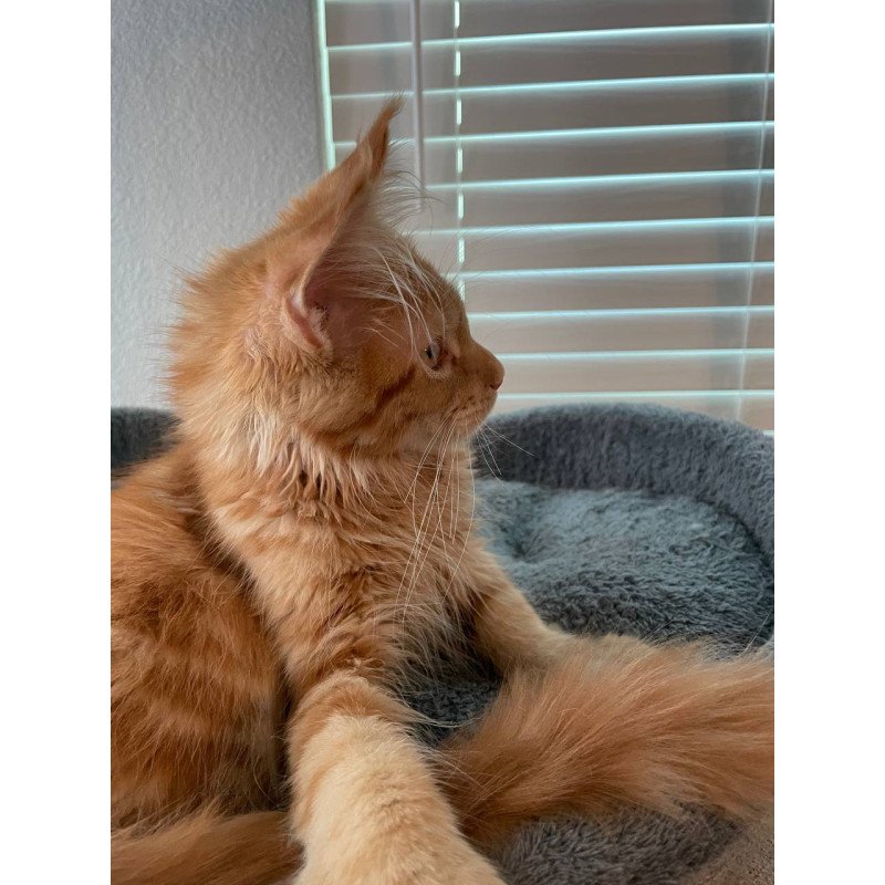 Maine Coon Alex Polydactyl