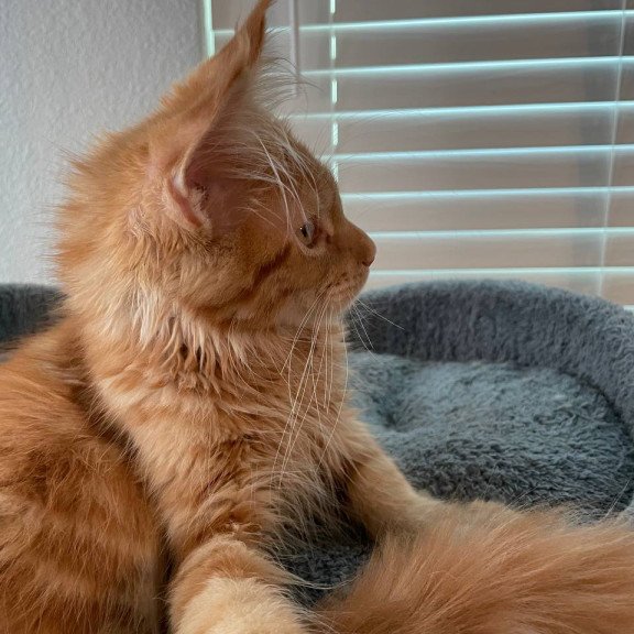 Maine Coon Alex Polydactyl