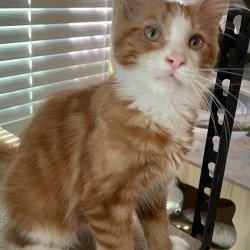 Maine Coon Max Polydactyl