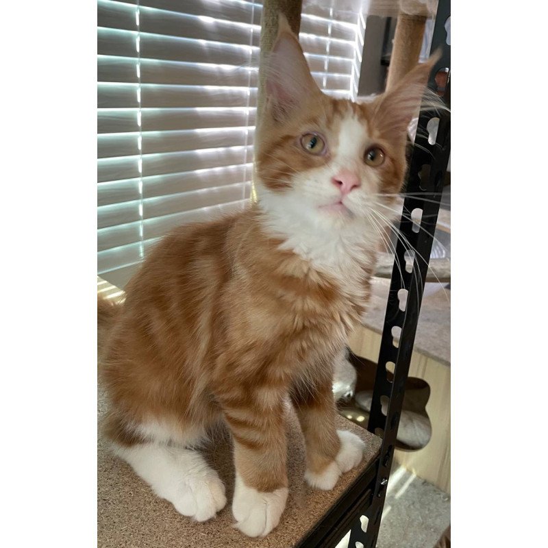 Maine Coon Max Polydactyl