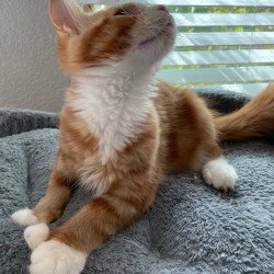 Maine Coon Max Polydactyl