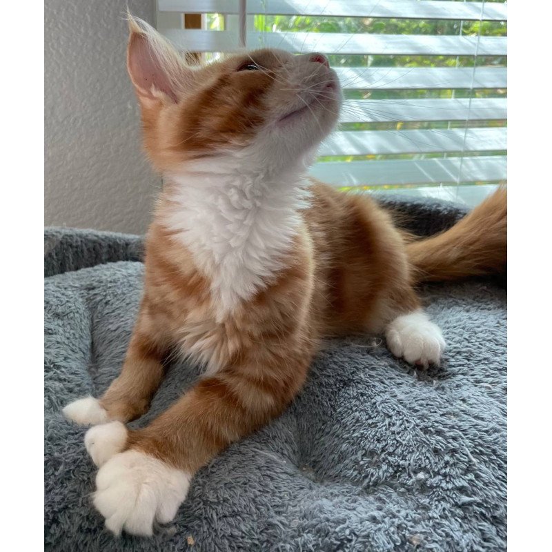 Maine Coon Max Polydactyl