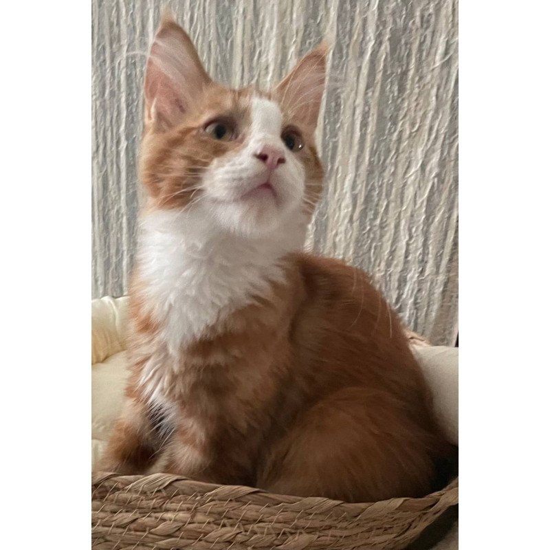 Maine Coon Max Polydactyl