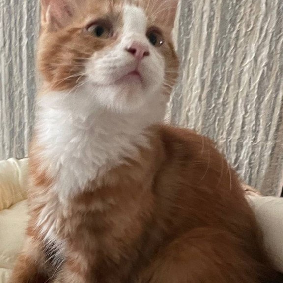 Maine Coon Max Polydactyl