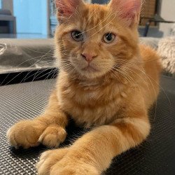 Maine Coon Axel Polydactyl