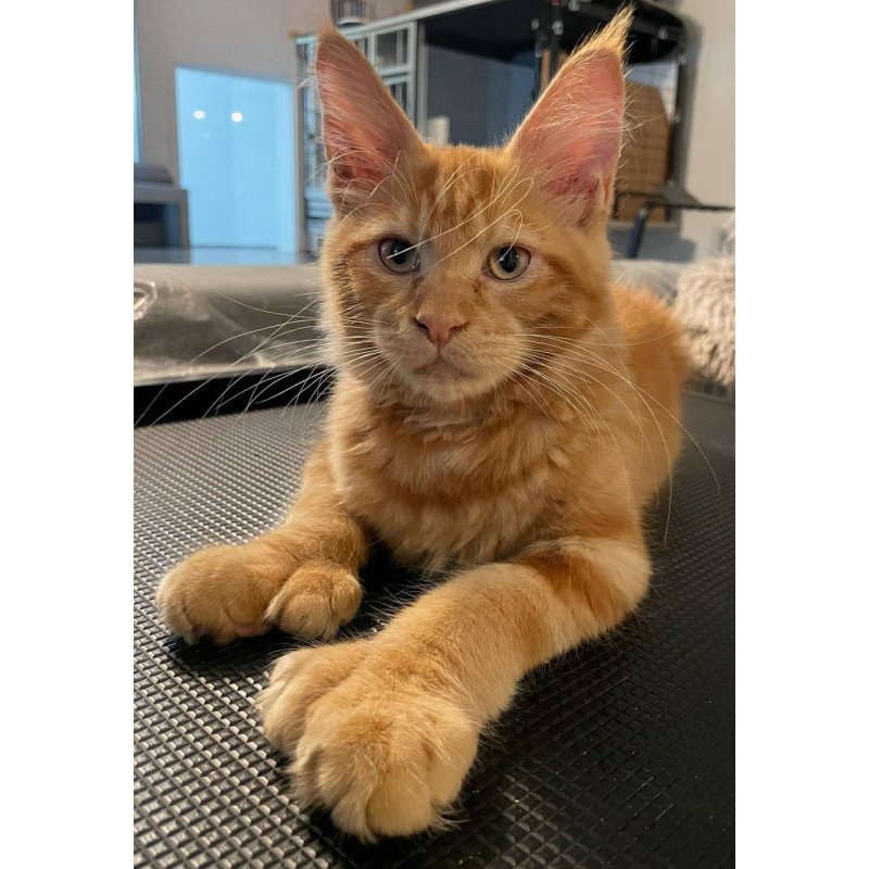 Maine Coon Axel Polydactyl