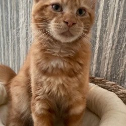 Maine Coon Axel Polydactyl