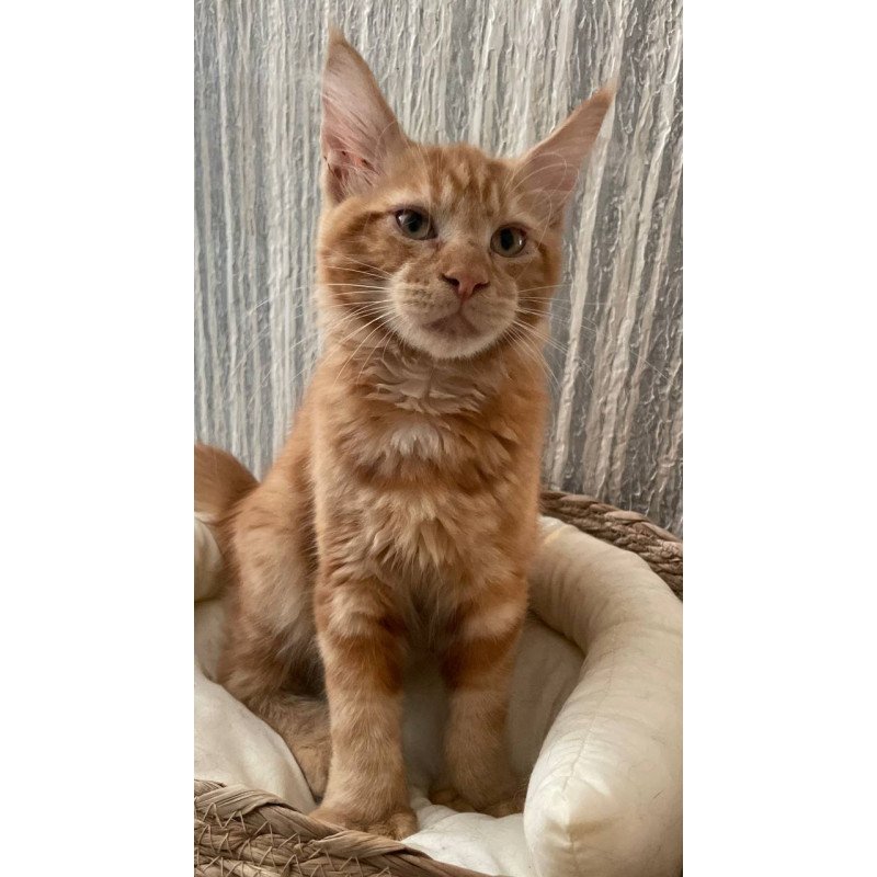 Maine Coon Axel Polydactyl
