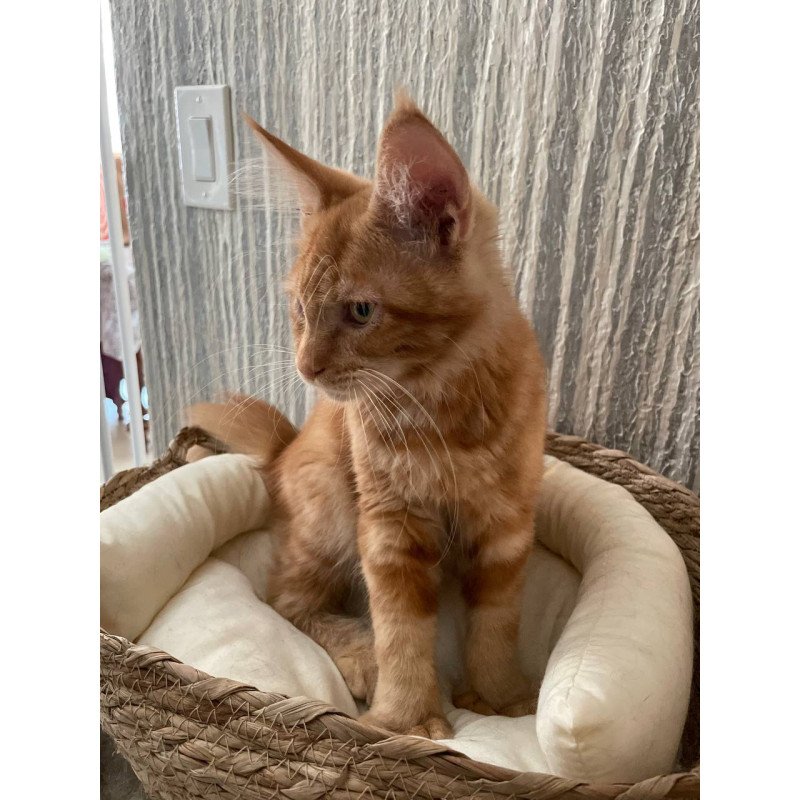 Maine Coon Axel Polydactyl