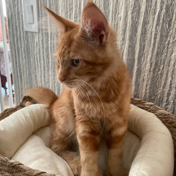 Maine Coon Axel Polydactyl