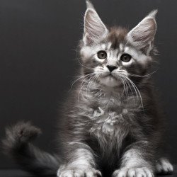 Maine Coon AP Kiana