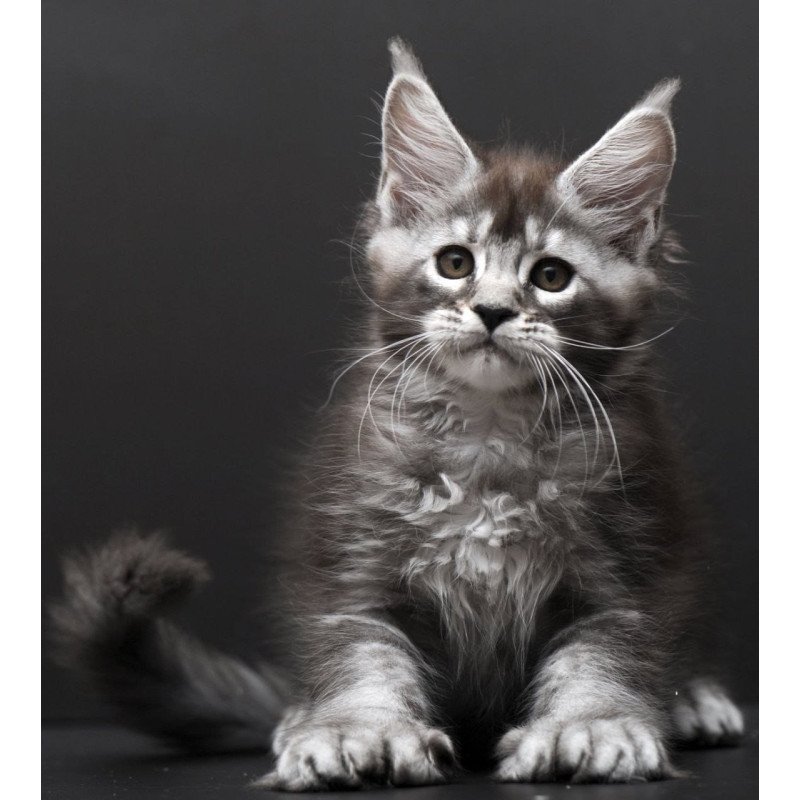 Maine Coon AP Kiana