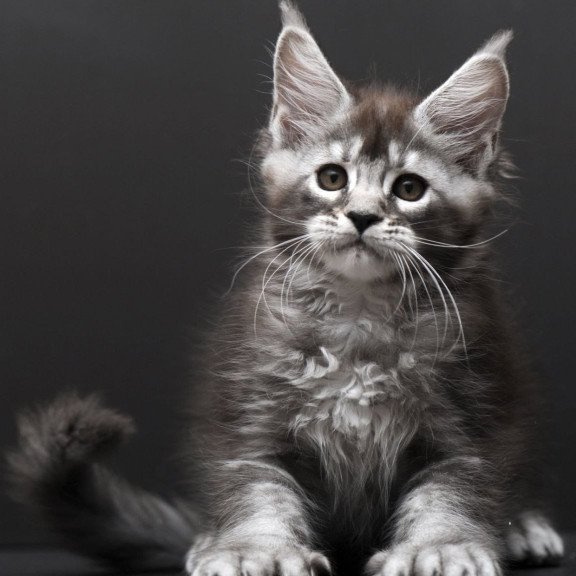 Maine Coon AP Kiana