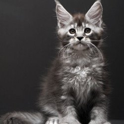 Maine Coon AP Kiana