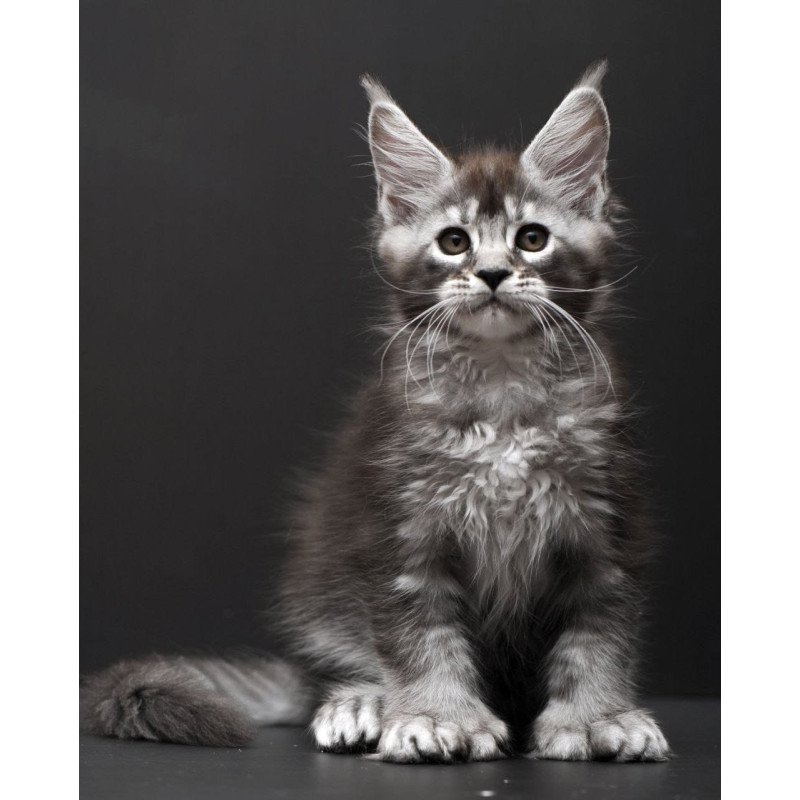 Maine Coon AP Kiana