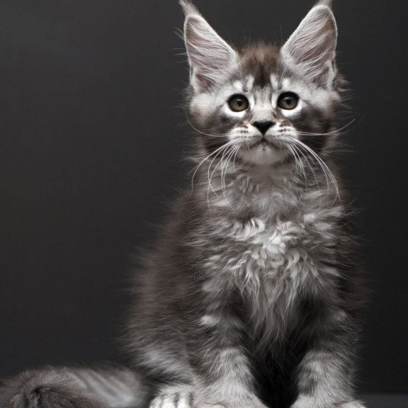 Maine Coon AP Kiana