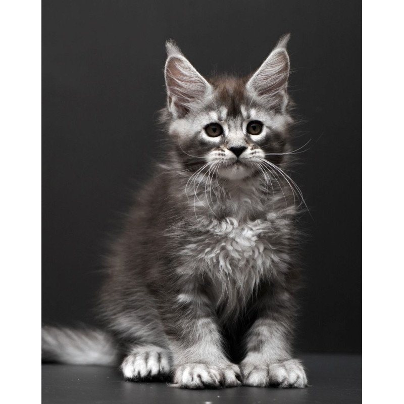 Maine Coon AP Kiana
