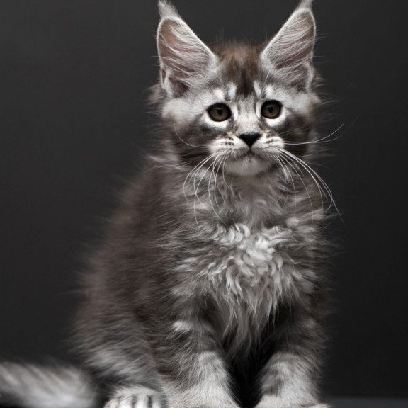 Maine Coon AP Kiana