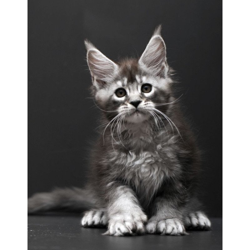 Maine Coon AP Kiana