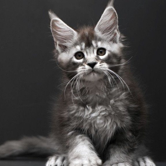 Maine Coon AP Kiana