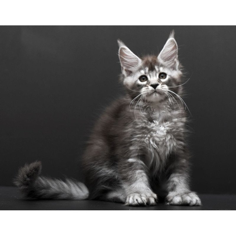 Maine Coon AP Kiana