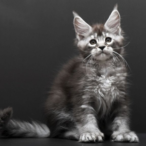 Maine Coon AP Kiana