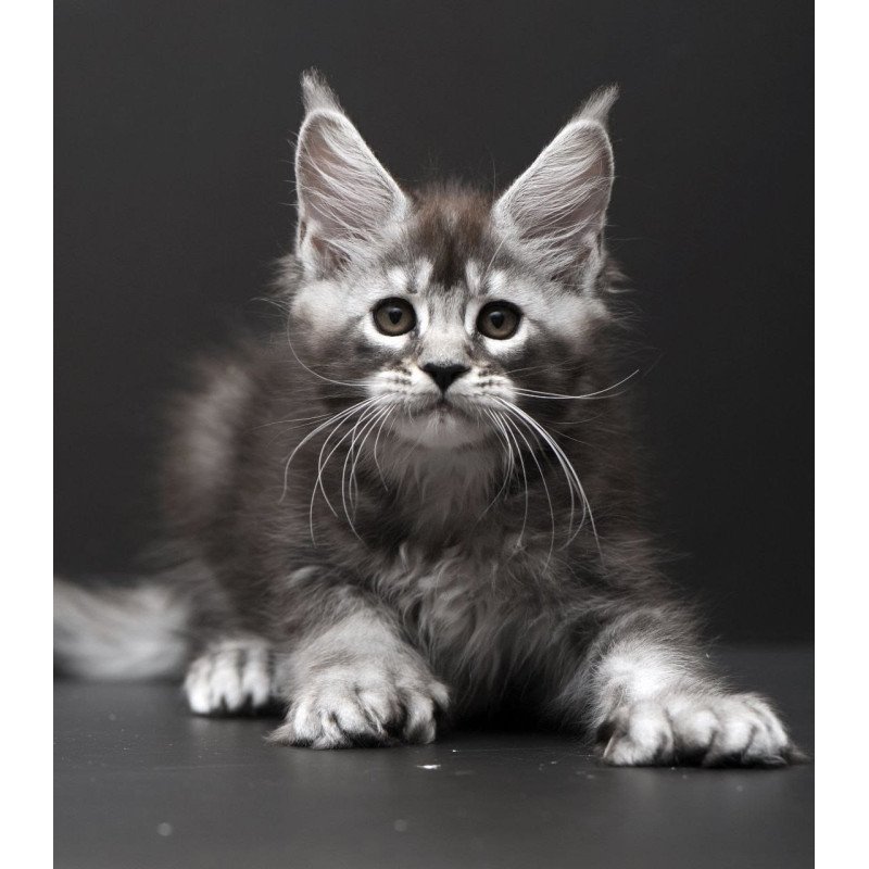 Maine Coon AP Kiana