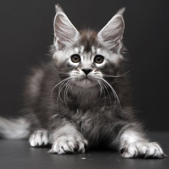 Maine Coon AP Kiana