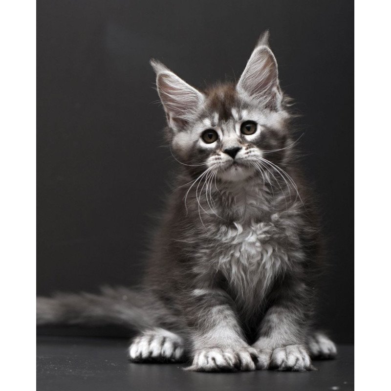 Maine Coon AP Kiana
