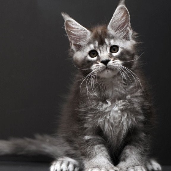 Maine Coon AP Kiana