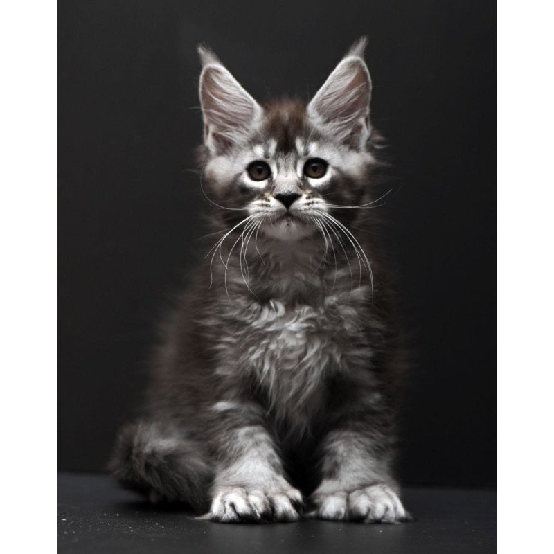 Maine Coon AP Kiana