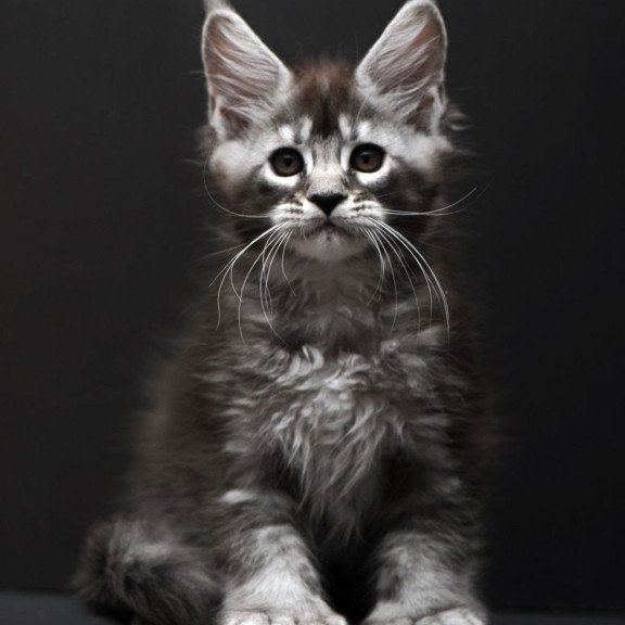 Maine Coon AP Kiana