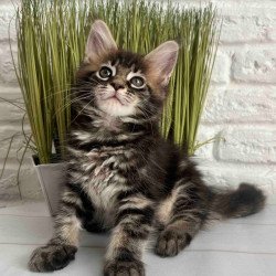 Maine Coon Jade