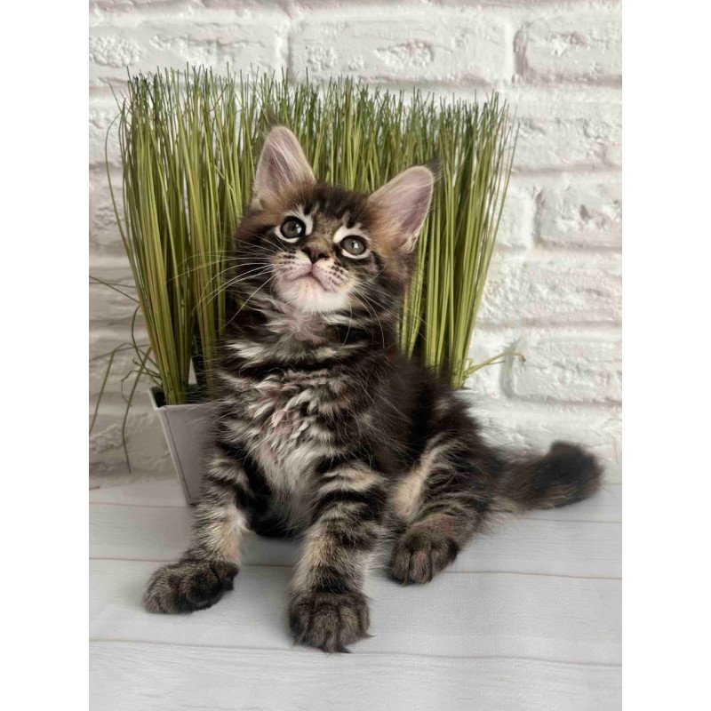 Maine Coon Jade