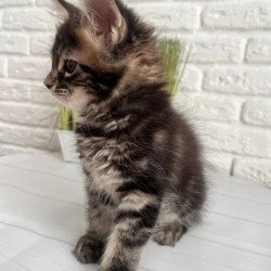 Maine Coon Jade