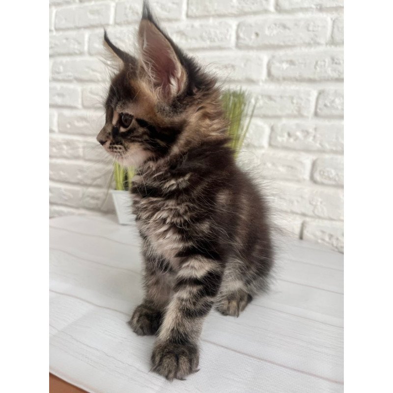 Maine Coon Jade