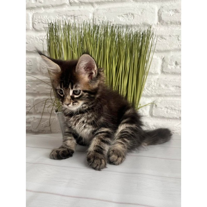 Maine Coon Jade