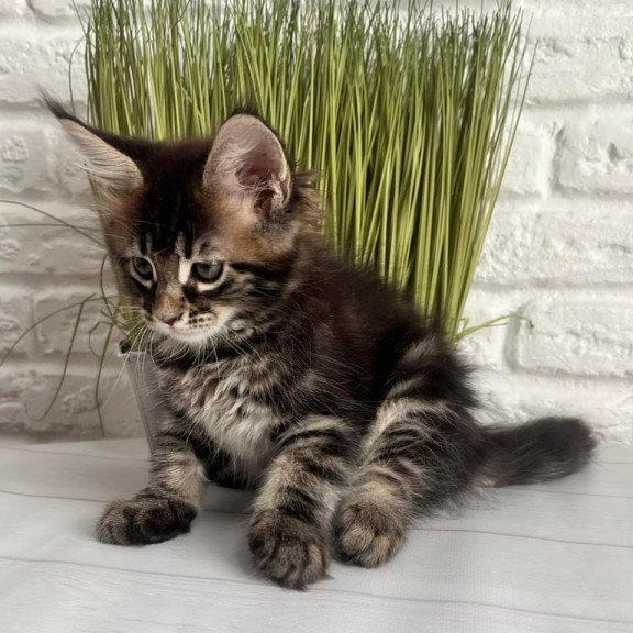 Maine Coon Jade