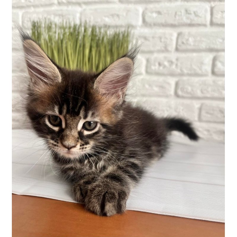 Maine Coon Jade