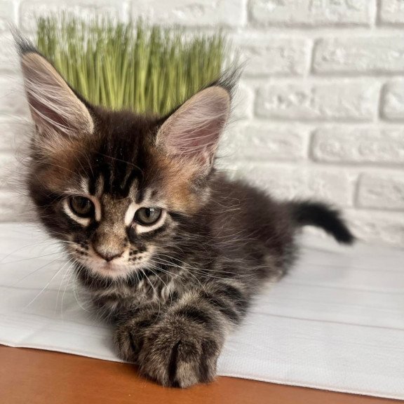 Maine Coon Jade