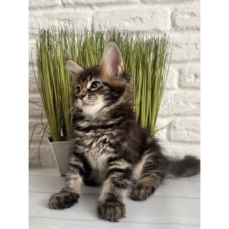 Maine Coon Jade