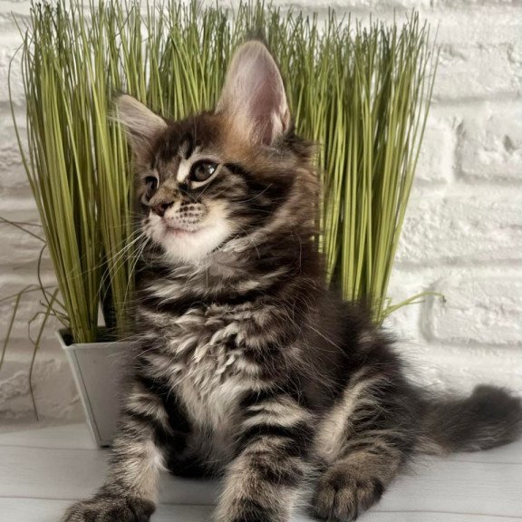 Maine Coon Jade